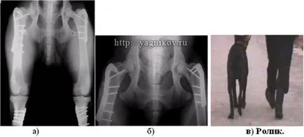 csontváz deformitás végtagok kutyák