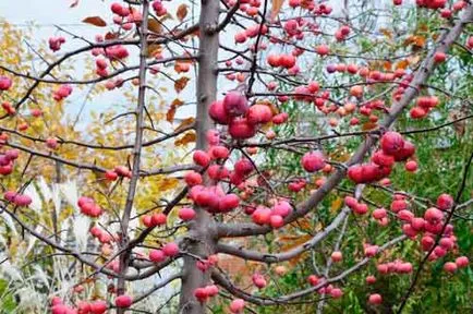 Декоративни ябълково дърво засаждане и грижи, видове и разновидности, снимки
