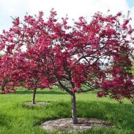 Decorative de plantare măr și de îngrijire, specii și varietăți, fotografii