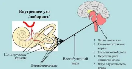 Cum de a instrui aparatului vestibular la adulți și un copil la domiciliu