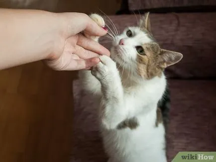 Как да се обучават на котка с помощта на профилни