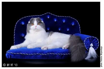 Canapea pentru pisica - cum ar fi, de ce să facă cu mâinile lor, o clasă de master