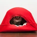 casă mică pentru o pisica cu propriile sale mâini - un blog veterinarii - belanta