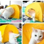 Kis ház egy macska a saját kezével - a blog állatorvosok - belanta