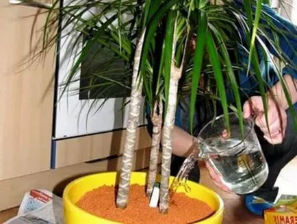 de îngrijire la domiciliu marginata Dracaena tundere subtilitate