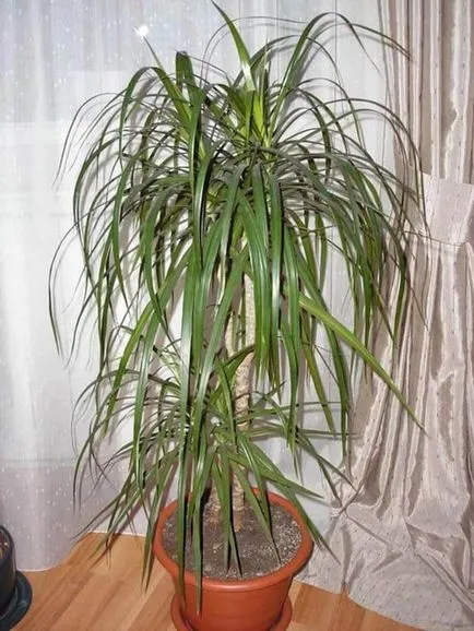 de îngrijire la domiciliu marginata Dracaena tundere subtilitate