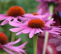 Echinacea purpurea