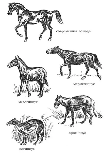 Evoluția calului