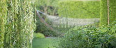 Phacelia, горчица, лупина, ръж като зелен тор за градината, кога да се сее и кося, зелено торене, което е по-добре