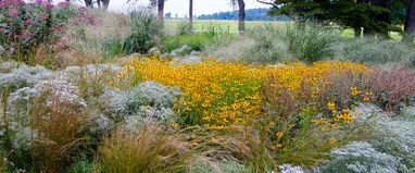 Phacelia, горчица, лупина, ръж като зелен тор за градината, кога да се сее и кося, зелено торене, което е по-добре