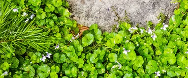 Phacelia, горчица, лупина, ръж като зелен тор за градината, кога да се сее и кося, зелено торене, което е по-добре