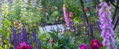 Phacelia, горчица, лупина, ръж като зелен тор за градината, кога да се сее и кося, зелено торене, което е по-добре