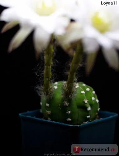 Echinopsis (Echinopsis) - «flori imense de acest cactus decora orice pervaz! Cactus - donatorul -