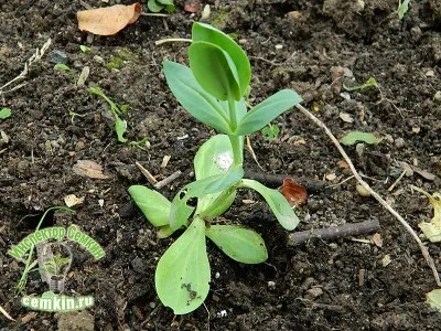 Eustoma Cinderella f1 (Gavrysh) inspector Semkin