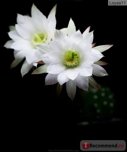 Echinopsis (Echinopsis) - «flori imense de acest cactus decora orice pervaz! Cactus - donatorul -