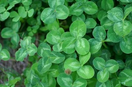 Phacelia, горчица, лупина, ръж като зелен тор за градината, кога да се сее и кося, зелено торене, което е по-добре