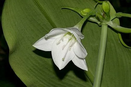 Euharis - leírás, karbantartás, szorzás, Greenhome