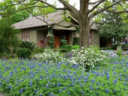 Phacelia, горчица, лупина, ръж като зелен тор за градината, кога да се сее и кося, зелено торене, което е по-добре