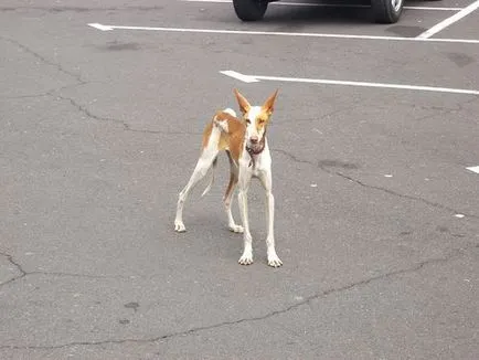 A növény- és állatvilág a föld - Kanári Dog