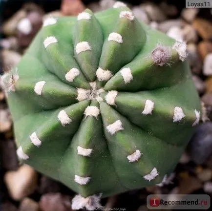 Echinopsis (Echinopsis) - «flori imense de acest cactus decora orice pervaz! Cactus - donatorul -