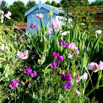 Phacelia, горчица, лупина, ръж като зелен тор за градината, кога да се сее и кося, зелено торене, което е по-добре