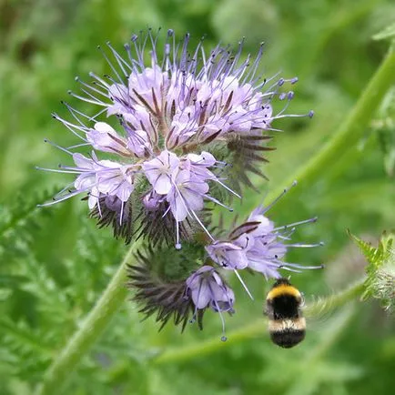 Phacelia, горчица, лупина, ръж като зелен тор за градината, кога да се сее и кося, зелено торене, което е по-добре