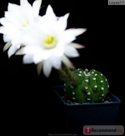 Echinopsis (Echinopsis) - «flori imense de acest cactus decora orice pervaz! Cactus - donatorul -