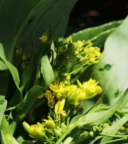 Phacelia, горчица, лупина, ръж като зелен тор за градината, кога да се сее и кося, зелено торене, което е по-добре