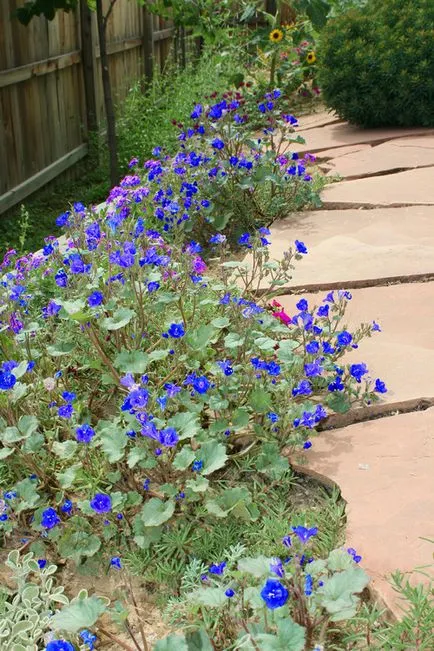 Phacelia, горчица, лупина, ръж като зелен тор за градината, кога да се сее и кося, зелено торене, което е по-добре