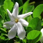 Gardenia (beleértve zhasminovidnaya) ápolási otthon, tippek kezdőknek, reprodukció,
