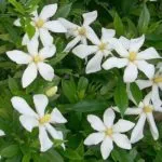 Gardenia (inclusiv zhasminovidnaya) de îngrijire la domiciliu, sfaturi pentru incepatori, reproducerea,