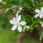 Gardenia (inclusiv zhasminovidnaya) de îngrijire la domiciliu, sfaturi pentru incepatori, reproducerea,