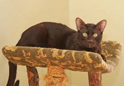 Хавана Браун (котка порода) Фото, видео, описание на характера