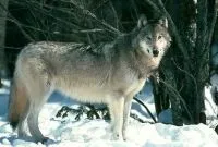 Mountain Altaj Altáj állatok farkas