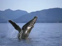 Гърбати китове на снимка, гърбав кит (Megaptera novaeangliae), китовете, местообитание, местообитание, природен