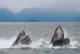 balena cocoșată (cocoașă) balene (cetacee)