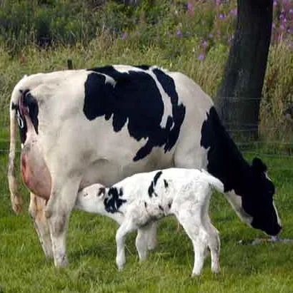 Holstein tehén jellemző és a tartalom a telek