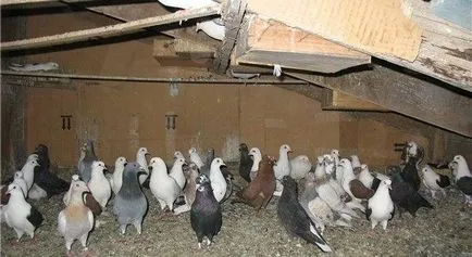 Pigeon purici poze cu purici de porumbei și cum să scape de ele