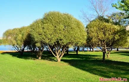 Golyanovsky park és tó - Moszkva séták, séták