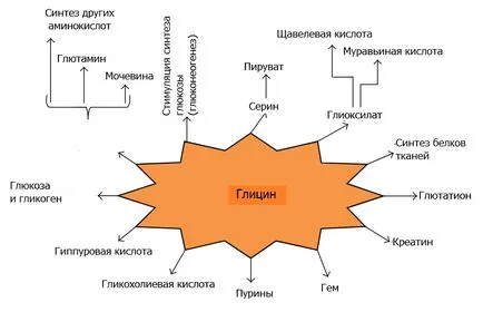 Глицин и алкохол, глицин и CNS