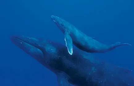 balena cocoșată (cocoașă) balene (cetacee)