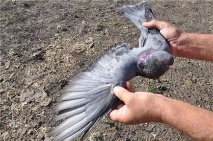 Pigeon descriere purici și cum să scape