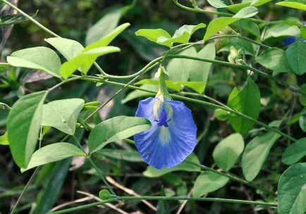 Blue krizantém - milyen szép, hasznos növények