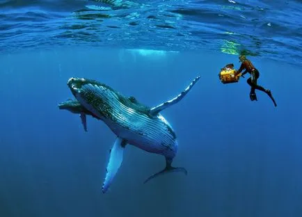 Hosszúszárnyú bálna fotó és leírás