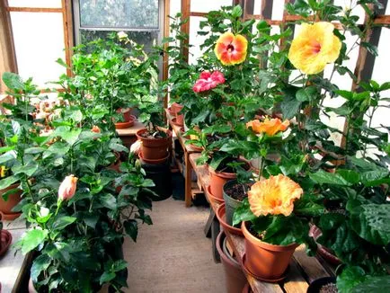 Hibiscus întreținere grădină și reproducere