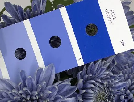 Albastru crizantema - cât de frumos, plante utile