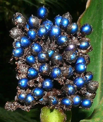 Blue krizantém - milyen szép, hasznos növények