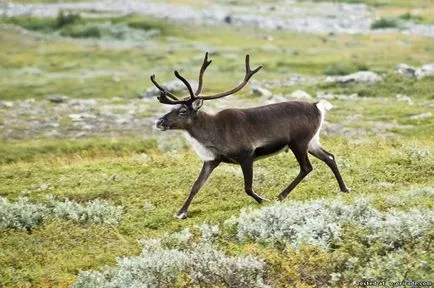 Интересни факти за северни елени - 18 снимки - снимки - снимки естествения свят