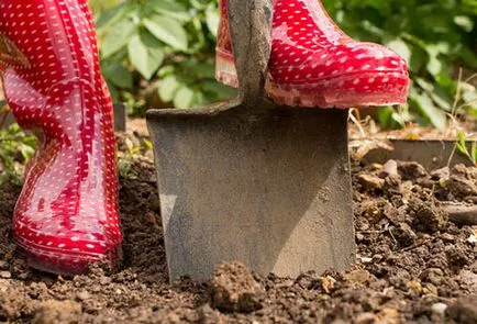 plantare Saskatoon și îngrijire de plante