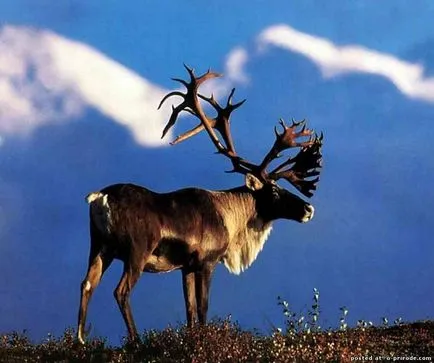 Интересни факти за северни елени - 18 снимки - снимки - снимки естествения свят